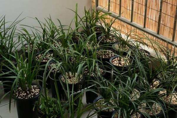 蕙蘭花市場價格多少錢一盆 蕙蘭花怎么進(jìn)行分株繁殖