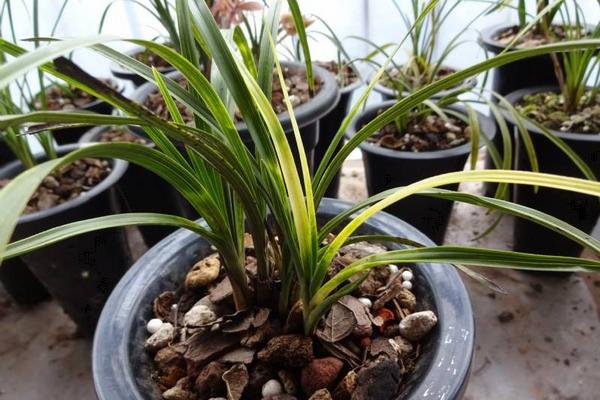 蕙蘭花市場價格多少錢一盆 蕙蘭花怎么進(jìn)行分株繁殖