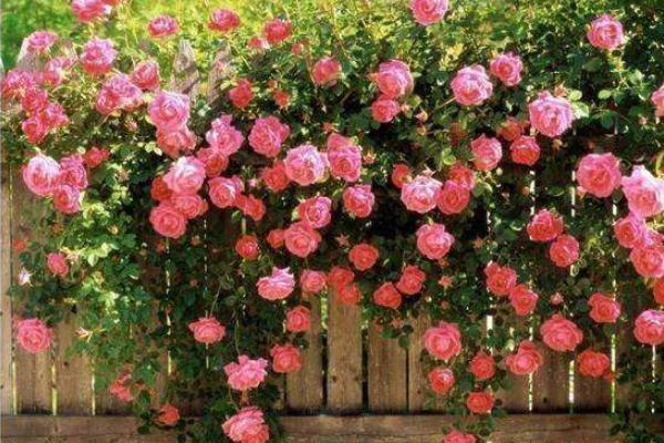 藤本月季和灌木月季的區別是什么 藤本月季怎么養