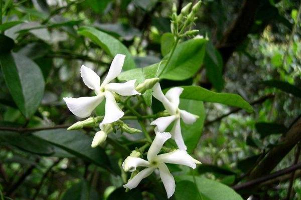 絡石花怎么澆水（多久澆一次） 絡石花怎么施肥