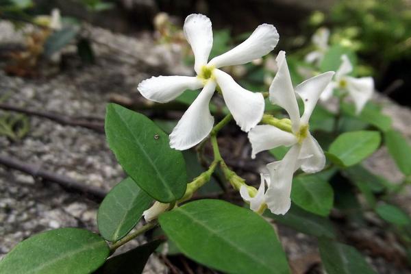 絡石怎么養（盆景） 絡石養殖方法與注意事項