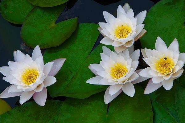 睡蓮可以全水養(yǎng)嗎  睡蓮的水培方法