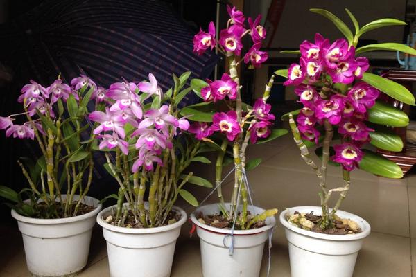 石斛蘭和石斛的區別是什么 石斛蘭的繁殖方法