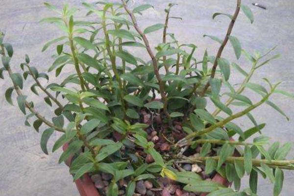 石斛蘭和石斛的區別是什么 石斛蘭的繁殖方法