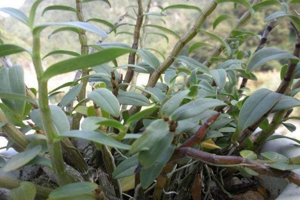 石斛蘭和石斛的區別是什么 石斛蘭的繁殖方法