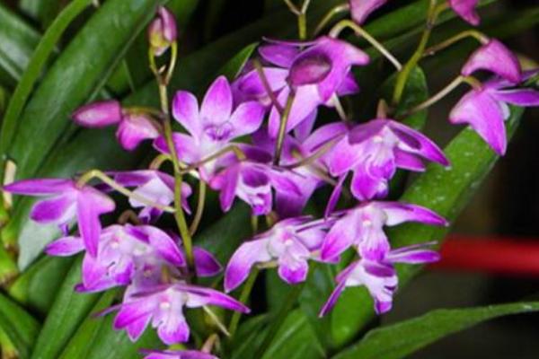 石斛蘭和石斛的區別是什么 石斛蘭的繁殖方法