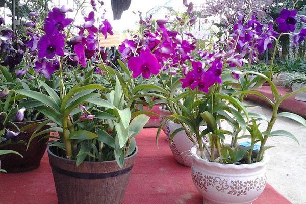 石斛蘭和石斛的區別是什么 石斛蘭的繁殖方法