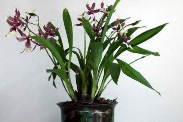 石斛蘭和蝴蝶蘭哪個貴 石斛蘭怎么養殖