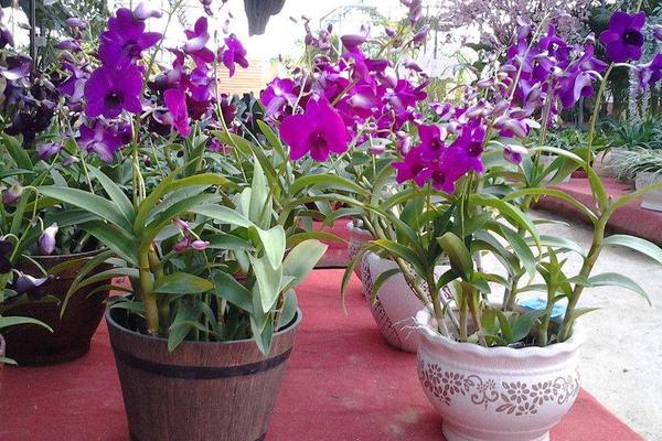 石斛蘭和蝴蝶蘭哪個貴 石斛蘭怎么養殖