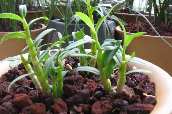 石斛蘭和蝴蝶蘭哪個貴 石斛蘭怎么養殖