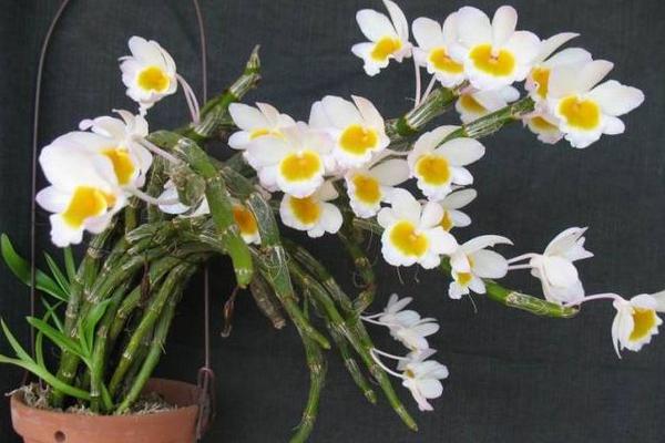 石斛蘭和蝴蝶蘭哪個貴 石斛蘭怎么養殖