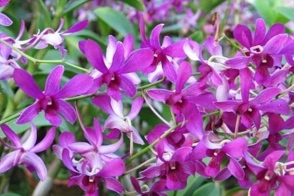 石斛蘭和蝴蝶蘭哪個貴 石斛蘭怎么養殖