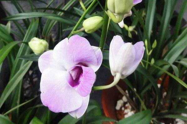 石斛蘭和蝴蝶蘭哪個貴 石斛蘭怎么養殖