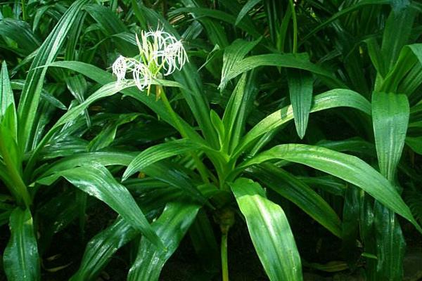 文殊蘭幾年開花 文殊蘭什么時候開花（幾月）