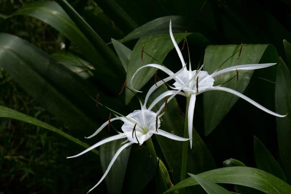 文殊蘭圖片大全 文殊蘭花語及寓意