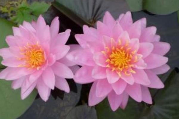 睡蓮什么時候開花（幾月） 睡蓮為什么不開花