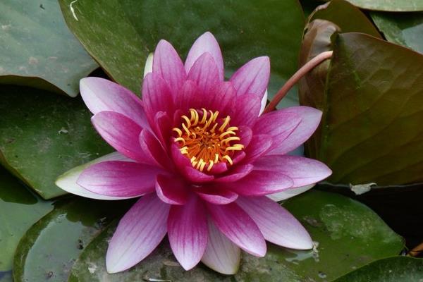 睡蓮什么時候開花(幾月) 睡蓮為什么不開花