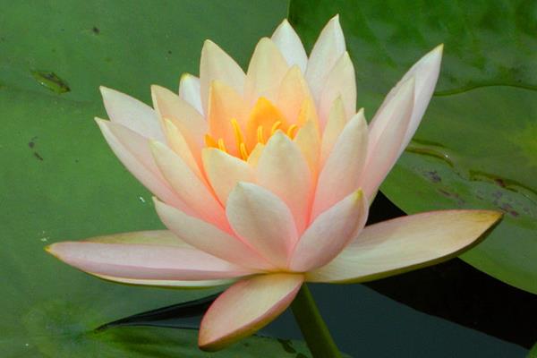 睡蓮什么時候開花(幾月) 睡蓮為什么不開花