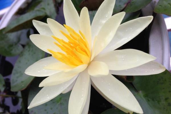 睡蓮什么時候開花(幾月) 睡蓮為什么不開花