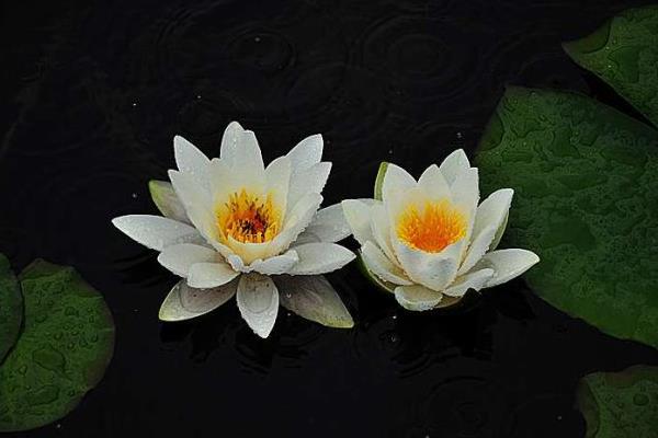 睡蓮什么時候開花(幾月) 睡蓮為什么不開花