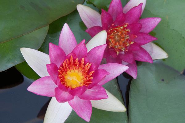 睡蓮什么時候開花(幾月) 睡蓮為什么不開花