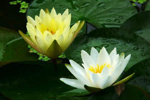 睡蓮什么時候開花(幾月) 睡蓮為什么不開花