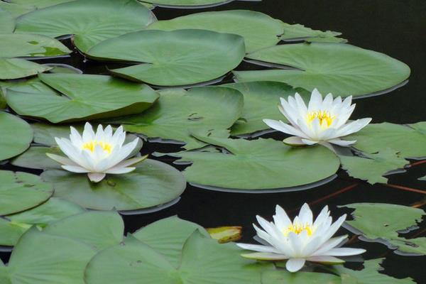 睡蓮什么時候開花(幾月) 睡蓮為什么不開花