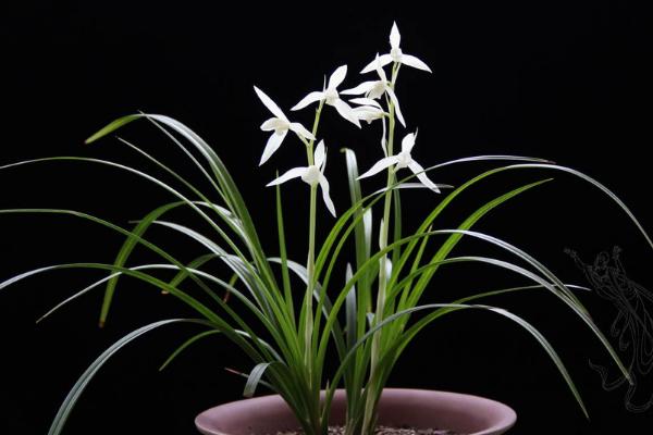 大雪素市場價格多少錢一棵 大雪素的養殖方法