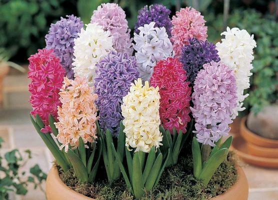 風信子功效與作用 風信子藥用價值