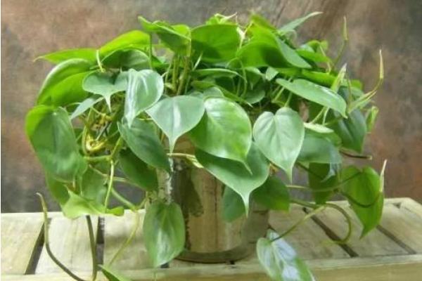 心葉藤吸甲醛嗎 心葉藤凈化空氣嗎