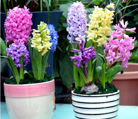 風信子功效與作用 風信子藥用價值