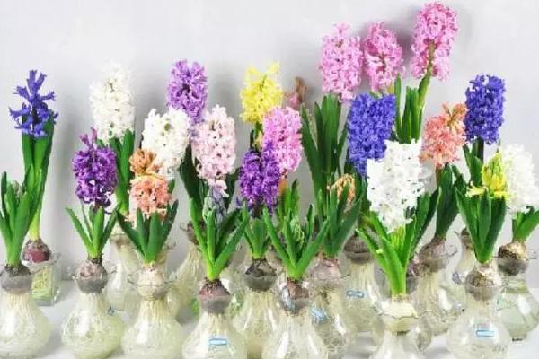 風信子功效與作用 風信子藥用價值