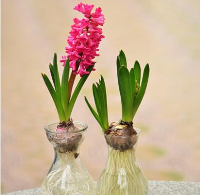 風信子功效與作用 風信子藥用價值