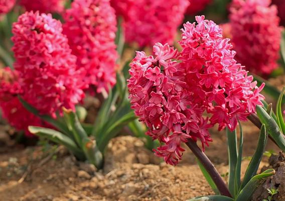 風信子功效與作用 風信子藥用價值