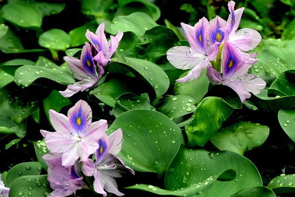 鳳眼藍怎么養 鳳眼藍養殖方法與注意事項