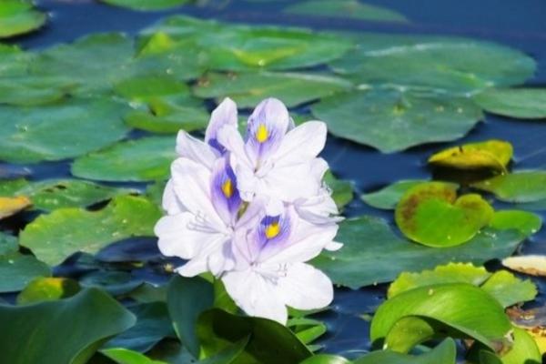 鳳眼藍怎么養 鳳眼藍養殖方法與注意事項
