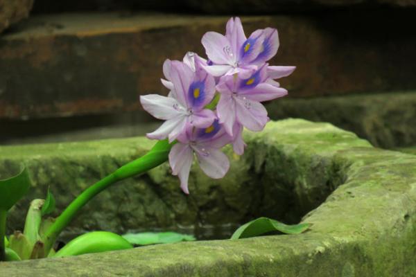 鳳眼藍怎么養 鳳眼藍養殖方法與注意事項