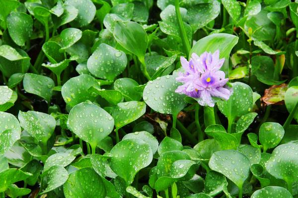鳳眼藍怎么養 鳳眼藍養殖方法與注意事項