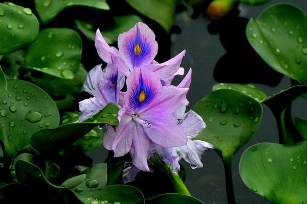 鳳眼藍怎么養 鳳眼藍養殖方法與注意事項