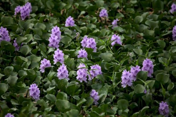 鳳眼藍怎么養 鳳眼藍養殖方法與注意事項