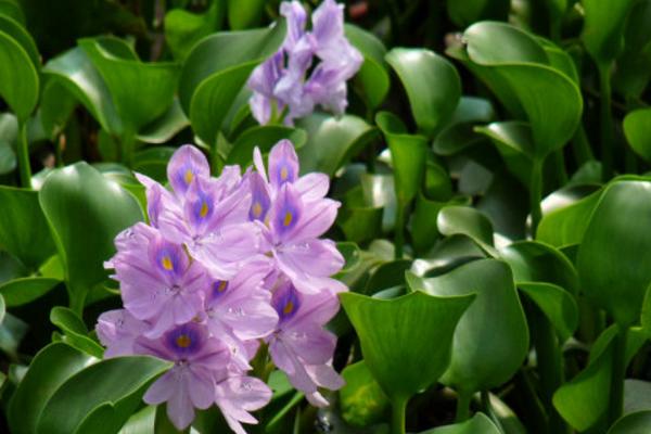 鳳眼藍怎么養 鳳眼藍養殖方法與注意事項