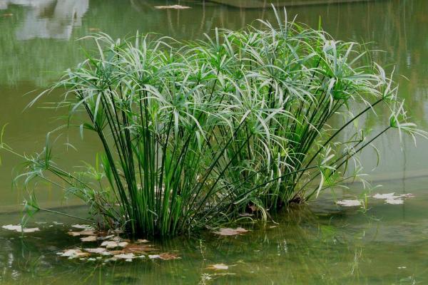 旱傘草什么時候開花 旱傘草花期是幾月