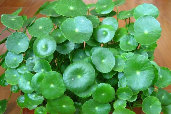 銅錢草功效與作用及禁忌 銅錢草藥用價值