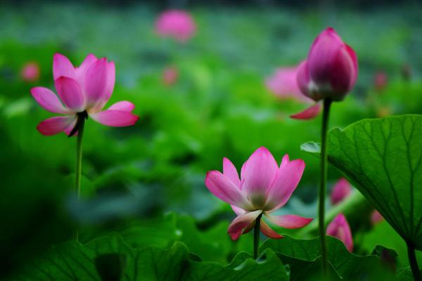 荷花怎么種 荷花種植方法與注意事項