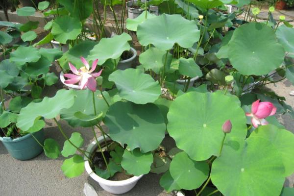 荷花怎么種 荷花種植方法與注意事項