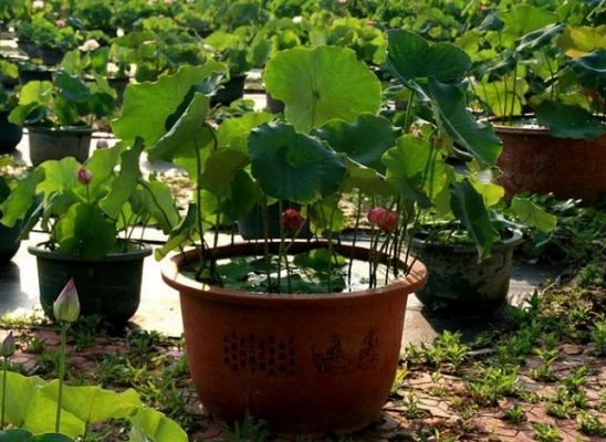 荷花怎么種 荷花種植方法與注意事項
