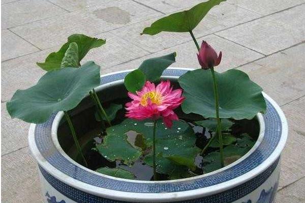 荷花怎么種 荷花種植方法與注意事項