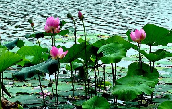 荷花怎么種 荷花種植方法與注意事項