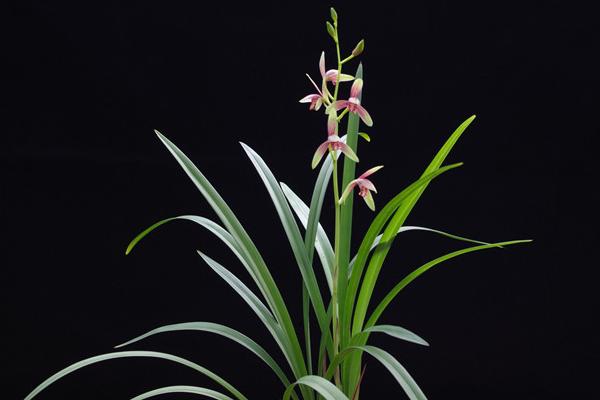 建蘭怎么養 建蘭養殖方法與注意事項