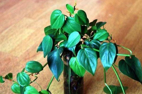 心葉藤怎么養(yǎng) 心葉藤養(yǎng)殖方法與注意事項(xiàng)